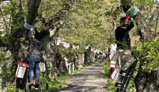 ぼんぼりを降ろしました、また来年！