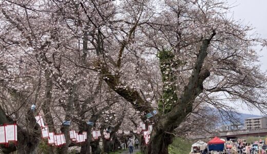一気に満開っ！